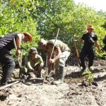 Penanaman Mangrove Kodim 1510/Sula: Langkah Konkret Menjaga Ekosistem Pantai dalam rangkaian Program TMMD Ke-123