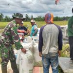 Dukung Ketahanan Pangan, Babinsa Rawa Mulia Dampingi Petani Pasca Panen Padi