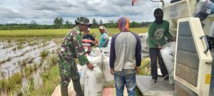 Dukung Ketahanan Pangan, Babinsa Rawa Mulia Dampingi Petani Pasca Panen Padi