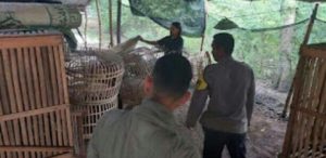 Polres Nganjuk Tindak Lanjut Dugaan Sabung Ayam di Bagor