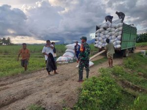 Babinsa Koramil 1316-02/Paguyaman Laksanakan Pendampingan dan Pengawalan Penjualan Gabah Kering dan Padi