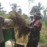Babinsa Dampingi Petani Panen Padi di Bulan Ramadhan, Wujudkan Ketahanan Pangan