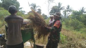 Babinsa Dampingi Petani Panen Padi di Bulan Ramadhan, Wujudkan Ketahanan Pangan