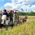 Jaga Ketahanan Pangan, Babinsa Jembayan Lakukan Panen Padi Bersama Petani