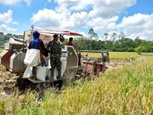 Jaga Ketahanan Pangan, Babinsa Jembayan Lakukan Panen Padi Bersama Petani