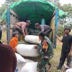 Kunjungi Langsung Ke Lumbung Padi Petani, Bulog dan Babinsa Siap Sergab (Serap Gabah)