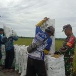 Babinsa Babulu Laut Pendampingan Hanpangan Panen Padi Warga Desa Binaan
