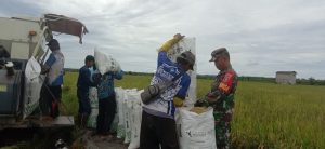 Babinsa Babulu Laut Pendampingan Hanpangan Panen Padi Warga Desa Binaan