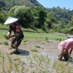 Tingkatkan Ketahanan Pangan, Babinsa Kodim 1428/Mamasa Turun ke Sawah Bantu Petani Tanam Padi