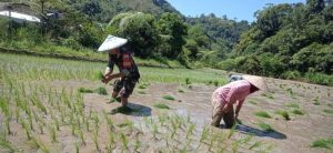 Tingkatkan Ketahanan Pangan, Babinsa Kodim 1428/Mamasa Turun ke Sawah Bantu Petani Tanam Padi