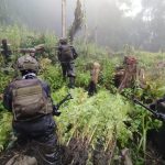 TNI Berhasil Temukan Lahan Ganja di Pedalaman Papua