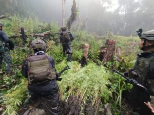 TNI Berhasil Temukan Lahan Ganja di Pedalaman Papua