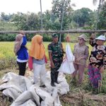 Babinsa Kodim 1425/Jeneponto Dampingi Bulog Serap Gabah, Dukung Swasembada Pangan