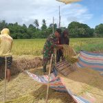 Maksimalkan Hasil Panen Petani, Babinsa Tamalatea Bantu Kumpulkan Rontokan Padi