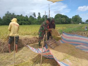 Maksimalkan Hasil Panen Petani, Babinsa Tamalatea Bantu Kumpulkan Rontokan Padi