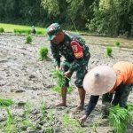 Wujudkan Ketahanan Pangan Nasional, Babinsa Kodim Bojonegoro Bantu Petani Menanam Padi