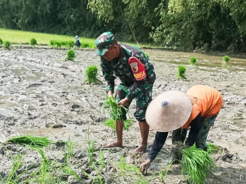Wujudkan Ketahanan Pangan Nasional, Babinsa Kodim Bojonegoro Bantu Petani Menanam Padi