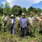 Kepala Bakamla RI Panen Kacang Tanah di Karangasem Bali