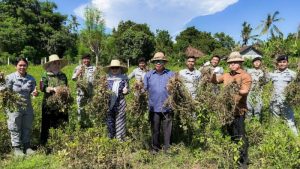 Kepala Bakamla RI Panen Kacang Tanah di Karangasem Bali
