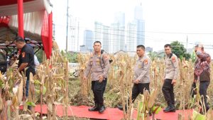 Polres Metro Jakarta Pusat Panen Raya, Jagung Tumbuh di Tengah Hiruk Pikuk Ibu Kota