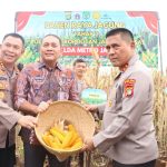 Polda Metro Jaya Panen Jagung di Bantaran Kali Ciliwung Tanah Abang, Jakarta Pusat