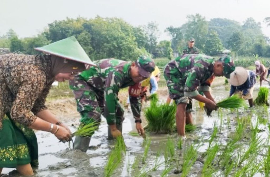 Bantu Petani Tanam Padi, Babinsa Koramil Bubulan Bojonegoro dukung Program Ketahanan Pangan