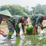 Bantu Petani Tanam Padi, Babinsa Koramil Bubulan Bojonegoro dukung Program Ketahanan Pangan