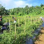 Zona Bakamla Tengah Panen Cabai 1,3 Ton dalam Program Ketahanan Pangan Nasional