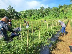 Zona Bakamla Tengah Panen Cabai 1,3 Ton dalam Program Ketahanan Pangan Nasional
