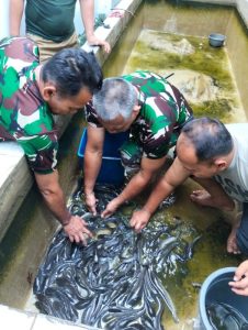 Babinsa Koramil 02/SB Panen Ikan Lele Hasil Budidaya Mandiri