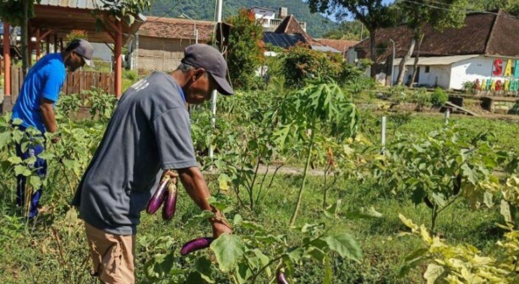 Perkuat Ketahanan Pangan, Lapas Kediri: 12 Kali Panen Terong