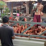Korem 052/Wijayakrama Bantu Ternak Ayam Petelur di Panti Asuhan Yayasan Amanah Assodiqiyah