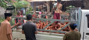 Korem 052/Wijayakrama Bantu Ternak Ayam Petelur di Panti Asuhan Yayasan Amanah Assodiqiyah