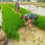 Babinsa Harapan Jaya Turun Ke Sawah Sukseskan Program Ketahanan Pangan
