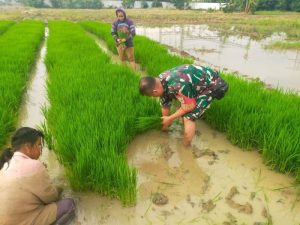 Babinsa Harapan Jaya Turun Ke Sawah Sukseskan Program Ketahanan Pangan