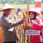 Polda Maluku Utara Panen Raya Jagung Dukung Program Asta Cita Untuk Ketahanan Pangan Nasional Gunakan Dana Desa