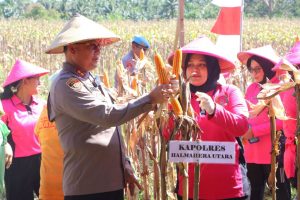 Polda Maluku Utara Panen Raya Jagung Dukung Program Asta Cita Untuk Ketahanan Pangan Nasional Gunakan Dana Desa