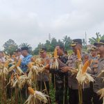 Program Gugus Tugas Ketahanan Pangan Polda Jambi Sukses Panen Jagung di Enam Polres