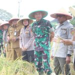 Danrem 051/WKT Bersama Aster Kasdam Jaya Laksanakan Panen Raya Padi Demplot Sinar Mentari di Lahan Pertanian Terpadu