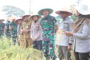 Danrem 051/WKT Bersama Aster Kasdam Jaya Laksanakan Panen Raya Padi Demplot Sinar Mentari di Lahan Pertanian Terpadu