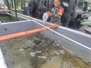 Mendukung Program Ketahanan Pangan Babinsa Koramil 02/SB Laksanakan Perawatan Budidaya Ikan Lele
