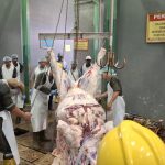 Pemkab Tuban Jelang Idul Adha Latih Juru Sembelih Hewan
