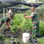 Kodim 0501/JP Sukses Budidayakan Sayur Mayur di Lahan Urban Farming