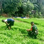Panen Bayam dan Kangkung di Lahan Urban Farming, Babinsa Jatiluhur Wujudkan Ketahanan Pangan Bersama Warga
