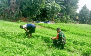 Panen Bayam dan Kangkung di Lahan Urban Farming, Babinsa Jatiluhur Wujudkan Ketahanan Pangan Bersama Warga