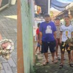 Mbah Bureg Tangkap Ular Sanca Masuk Rumah Warga Kauman Kota Kediri
