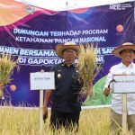 Dukung Ketapang Nasional, Pemkab Toba dan BI Panen Bersama Padi Varietas Gamagora