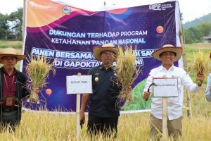 Dukung Ketapang Nasional, Pemkab Toba dan BI Panen Bersama Padi Varietas Gamagora