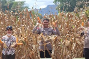 Kapolres Toba Hadiri Panen Raya Jagung Kuartal II Secara Serentak Bersama Presiden RI