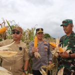 Bupati Taput Hadiri Panen Raya Jagung Serentak